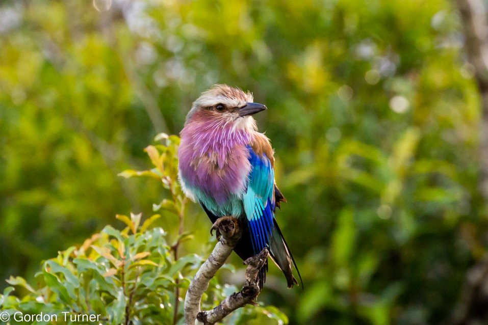 <h2>The Best of South Africa Escorted 2023</h2> 14 Nights | 6 Rounds | March 11 - 25